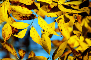 Yellow leaves of a tree on a blurred background