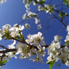 Obraz premium Plum blossom white petals of blooming cherry close up at sunny day. Beautiful petals of fresh bloom cherry spring