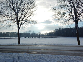 trees in the snow