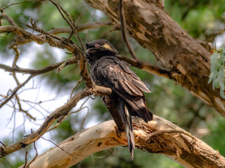Black Cockatoo Head Down