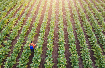 Farmer spraying pesticide in tobacco garden