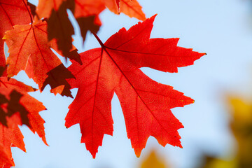 Red maple leaf against the sky