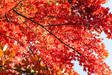 Tree branches with red foliage