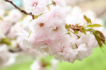 信州　小布施　ヤエザクラの花	
