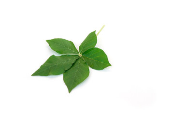 Cleome gynandra leaf on white background.