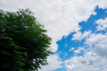 夏の空と街路樹の緑