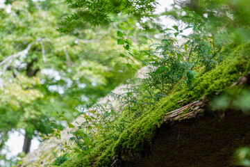 茅葺き屋根に生えた植物