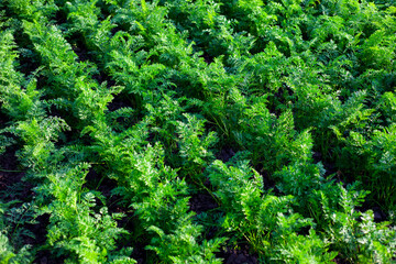 green parsley plantation background,home greens 