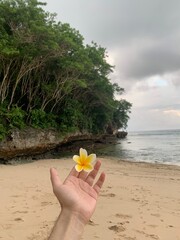 Beautiful flower on the beach