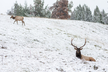 Bull elk resting in close proximity to its harem