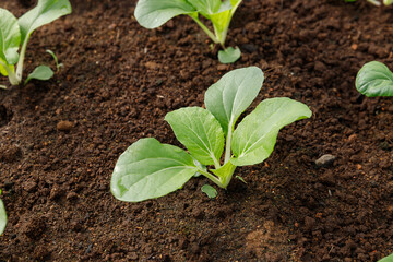 Close up Bok Choy organic vegetable at greenhouse farm garden.