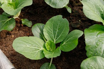 Close up Bok Choy organic vegetable at greenhouse farm garden.
