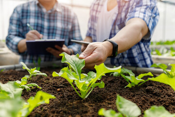 Organic farm ,Worker testing and collect environment data from bok choy organic vegetable at greenhouse farm garden.