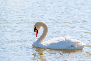 Graceful white Swan swimming in the lake, swans in the wild. Portrait of a white swan swimming on a lake.