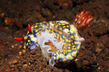 Nudibranch, Hypselodoris roo, laying an egg ring, while feeding. This animal may also be Hypselodoris confetti, which is very closely related. Tulamben, Bali, Indonesia. Bali Sea, Indian Ocean