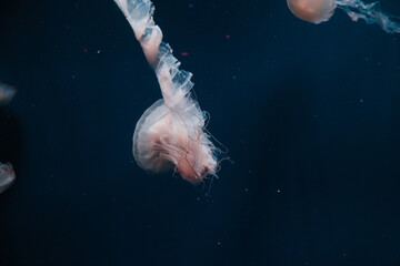 Obraz premium Jellyfish swimming in the aquarium