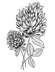 Ink clover flowers hand drawn illustration. Botanical shamrock art. Irish lucky symbol. Saint Patrick's day illustration. Sketch clover art.