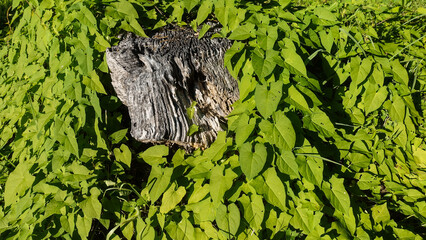 An old weathered tree stump with a pronounced texture is surrounded by bright green leaves of climbing plants. Contrast of dry, dead wood and living plants.