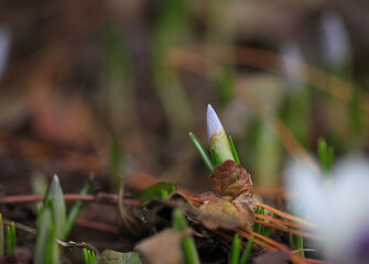 Crocus (plural: crocuses or croci) is a genus of flowering plants in the iris family. Flowers close-up on a blurred natural background. The first spring flower in the home garden.