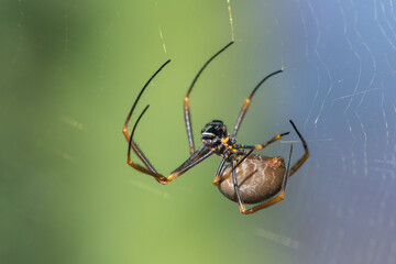 Great BIG Spider