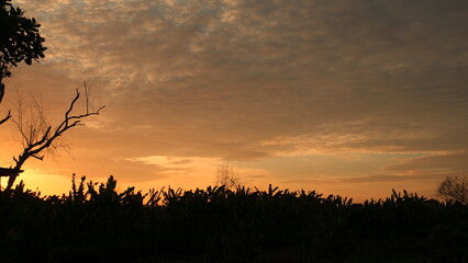BANJARMASIN, INDONESIA - January 25, 2021: sunset view and a dry tree behind my house