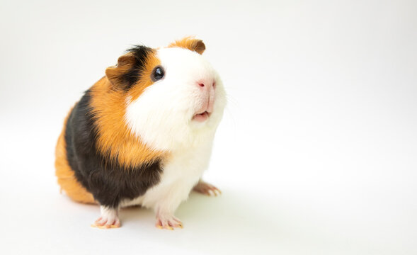 Curious guinea pig on white background