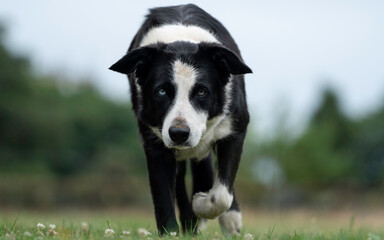 Border Collie dog front on