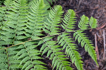 fern leaf in the forest