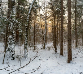 Coniferous trees in the winter forest at sunset, covered with snow