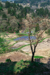 棚田のわきに立つ1本の木と遠くに見える森の木々