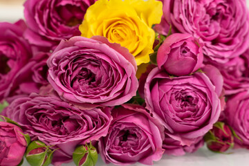 floral background of pink roses. one yellow rose. not like everyone else