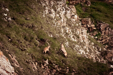 Ibex in the wild in the Alpstein region in Appenzell