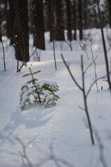 the little Christmas tree is cold in winter