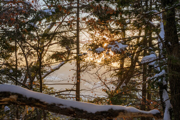Fototapeta na wymiar Coniferous trees in the winter forest at sunset, covered with snow
