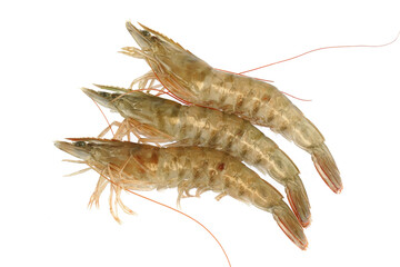 Fresh living shrimp isolated on white background