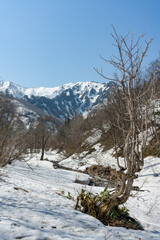 雪解けが進む木々の周りと遠くに見える雪山