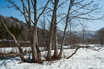 雪解けが進む木々の周りと遠くに見える雪山
