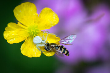 A closeup image of a flower spider hunting a fly
