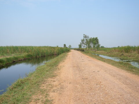 Open dirt road in green forest in wetland with blue sky in background, Thailand