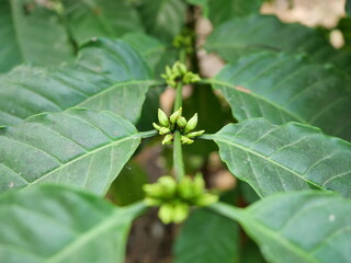 Robusta coffee flower buds on tree plant with natural green leaf in background