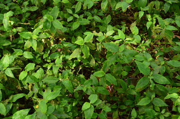 green leaves background