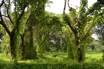 Fototapeta premium trees in the forest