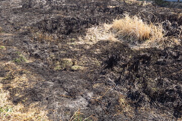 野焼きの終わった休耕地風景