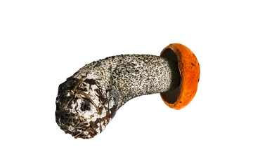 Leccinum mushroom isolate on a white background close-up. One whole edible mushroom on white background.