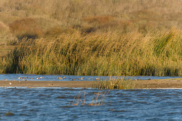 Blue river, marshland, and silhouette of floating birds in windy overcast day