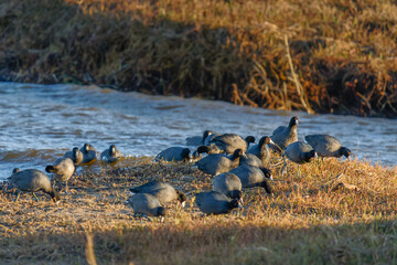 Flock of marsh bird, the American coot, also known as a mud hen or pouldeau, on the beach