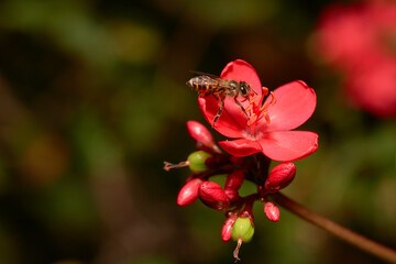 bee on flower