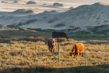 Rural scene of a herd of cattle grazing in sun-dappled golden hills at sunset with sand dunes on background