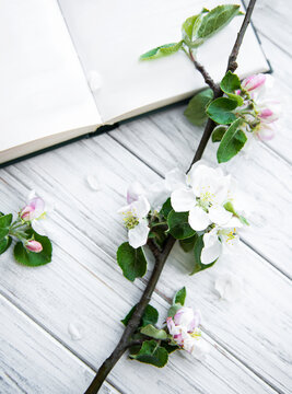 Open  book with blossom branch of apple tree