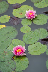 pink water lily